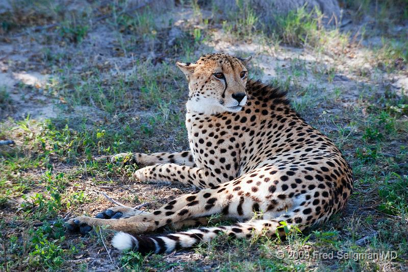 20090615_132721 D3 X1.jpg - They can be confused with a leopard